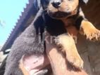 Rottweiler Puppies