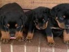 Rottweiler Puppies