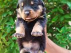 Rottweiler Puppies for kind home