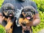 Rottweiler Puppies