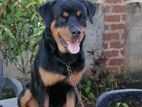 Rottweiler Dog