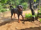 Rottweiler