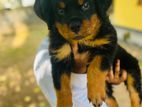 Rottweiler Puppies