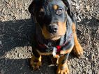 Rottweiler Puppies