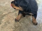 Rottweiler Puppies