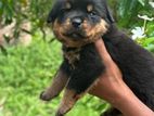Rottweiler Puppies