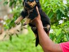 Rottweiler Puppies