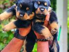 Rottweiler Puppies