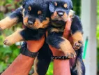 Rottweiler Puppies