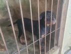 rottweiler Puppy