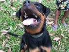 Rottweiler Dog