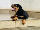 Rottweiler