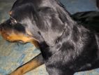 Rottweiler Dog