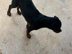 Rottweiler