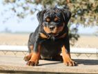 Rottweiler Puppies