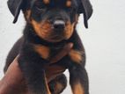 Rottweiler