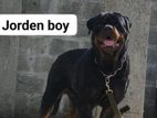 Rottweiler Dog