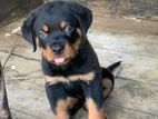 Rottweiler Puppies