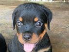 Rottweiler Puppies