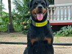 Rottweiler Dog