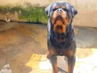 Rottweiler Puppy