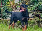 Rottweiler for Stud (crossing)