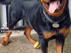 Rottweiler for Stud