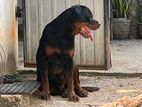 Rottweiler for Stud