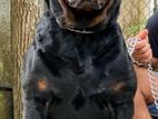 Rottweiler For Stud