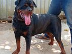 Rottweiler for Stud