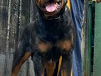 Rottweiler For Stud