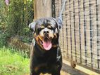 Rottweiler For Stud