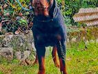 Rottweiler for Stud