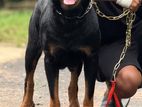 Rottweiler ගැහැණු