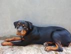 Rottweiler Dog