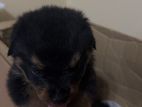 Rottweiler Female Puppy
