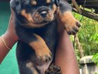 Rottweiler Import Crossing Puppy