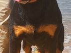 Rottweiler Male For Stud