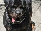 Rottweiler Imported Blood Line Female