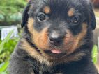 Rottweiler Imported Blood Line Puppies