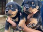 Rottweiler Blood Line Puppies