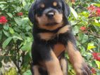 Rottweiler Imported Line