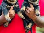 Rottweiler Puppies
