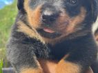 Rottweiler Imported Puppy