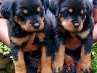 Rottweiler Impoted Blood Line