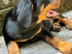 Rottweiler KASL FCI Puppies