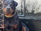 Rottweiler Dog for Kind Home