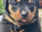 Rottweiler KASL Puppies