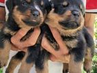 Rottweiler Kasl Puppy