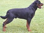 Rottweiler Dog